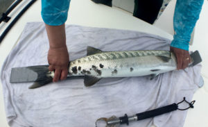 Measuring your barracuda on Rapala ruler